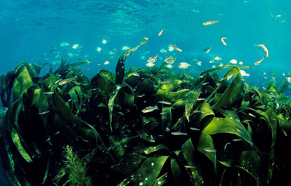 OEM Astaxanthin Powder: Custom Blends for Brands